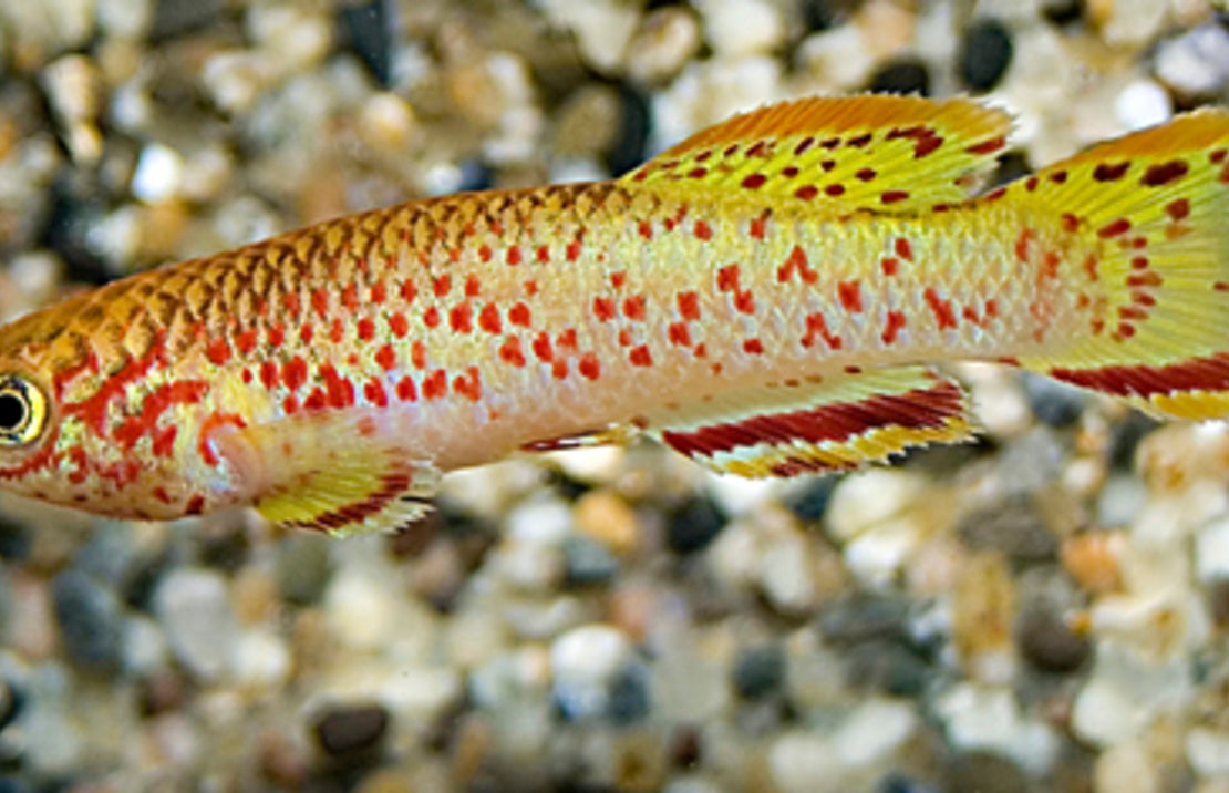 Fundulopanchax Gardneri Gold L Killivis Gardneri Goud