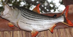 Hydrocynus Vittatus