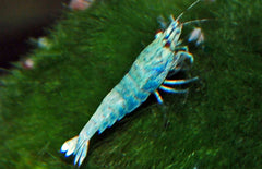Caridina cf. Cantonensis - Blue Bolt Garnaal