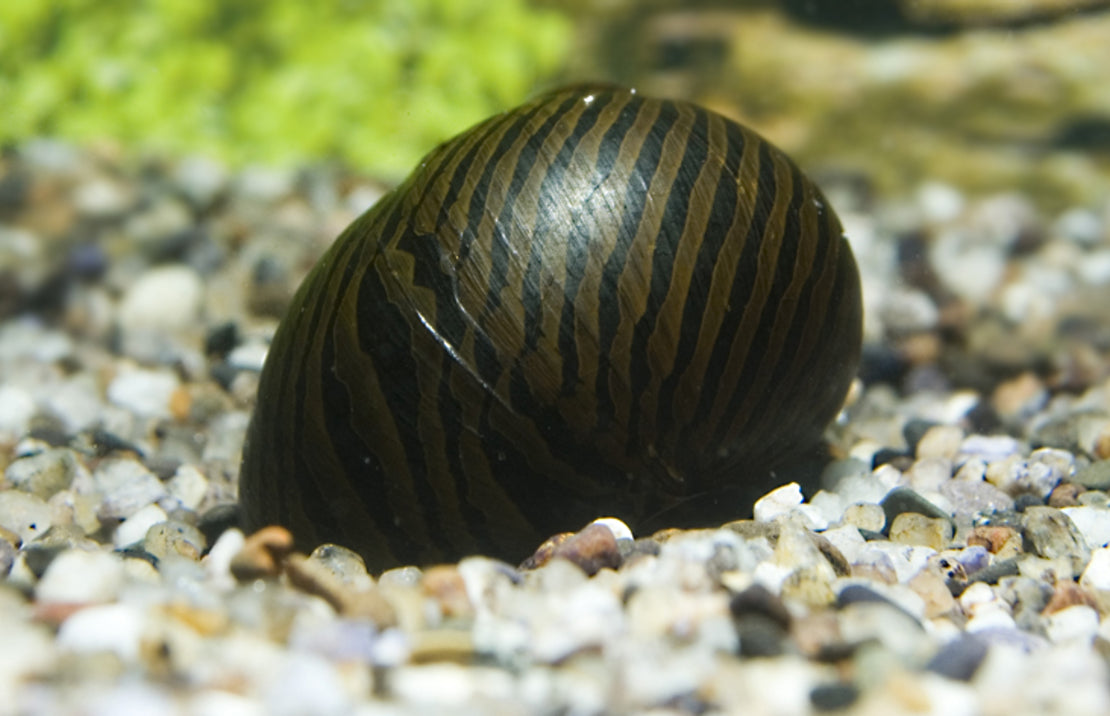 Neritina Turrita Zebra M Zebraslak
