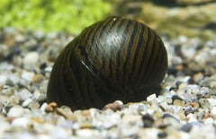 Neritina Turrita Zebra M Zebraslak