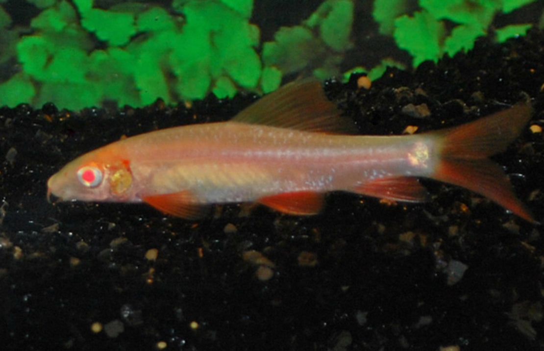 Epalzeorhynchos Frenatus Albino Regenbooglabeo albino