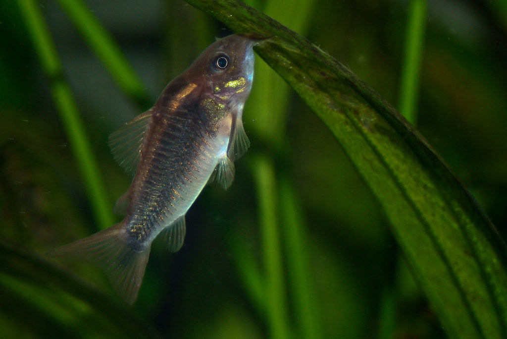 Corydoras Gold Stripe