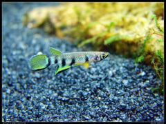 Epiplatys Dageti