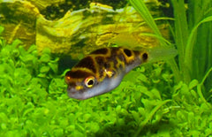 Dichotomyctere Biocellatus M Figure 8 Kogelvis