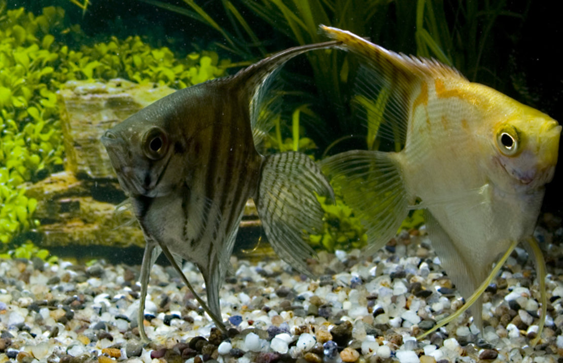 Pterophyllum scalare Smokey