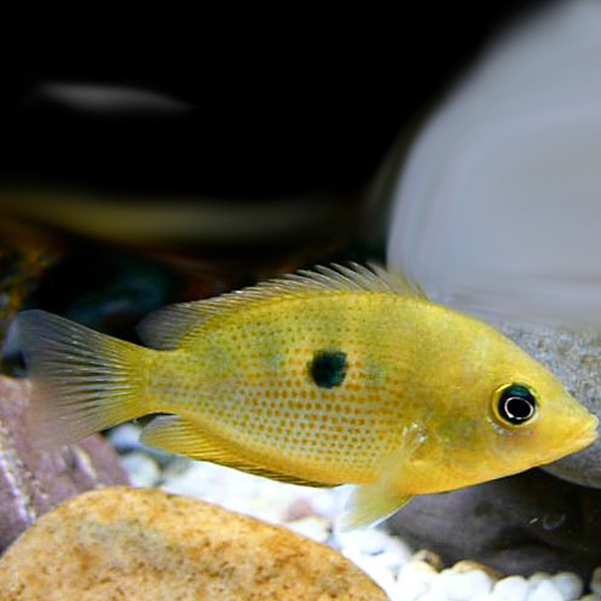 Etroplus maculatus gold M