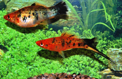 Xiphophorus Helleri Zwaarddrager Berliner Koi