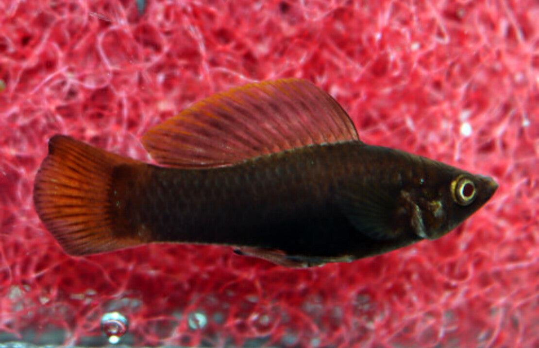 Poecilia Sphenops Chocolate S-M Molly Bruin