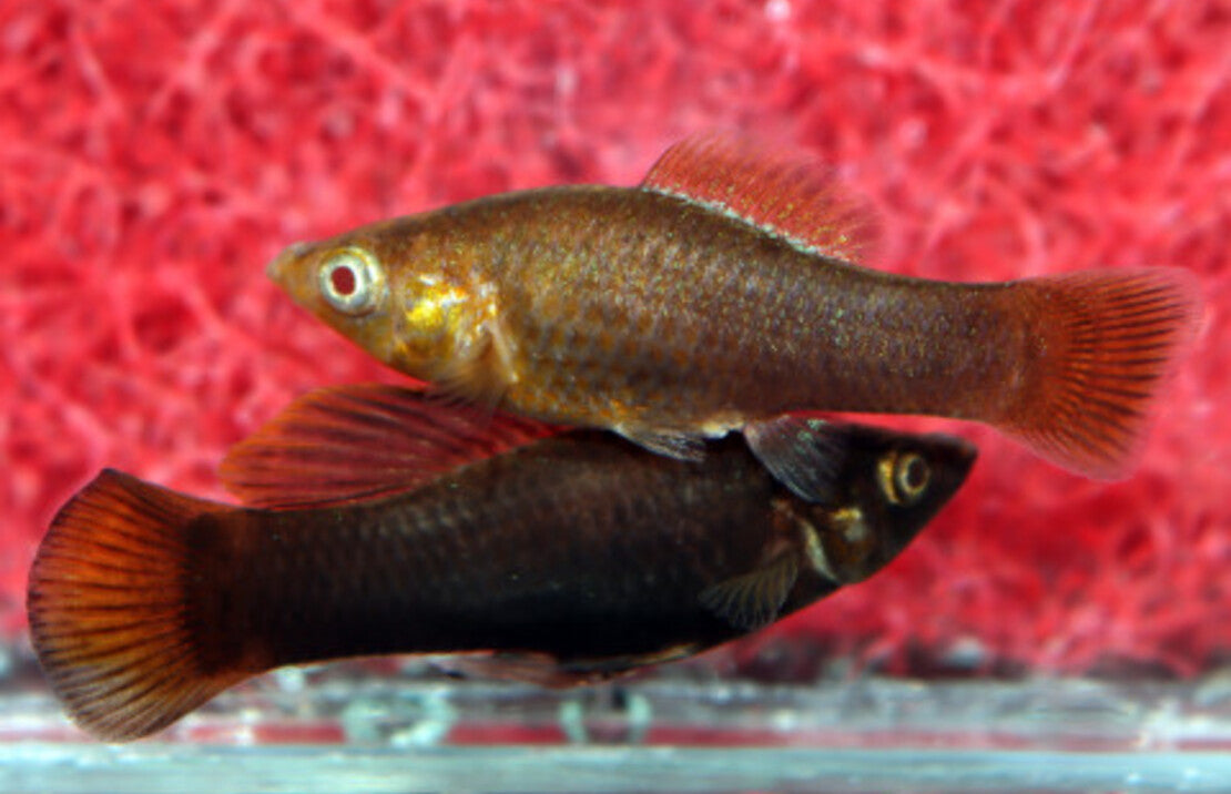 Poecilia Sphenops Chocolate S-M Molly Bruin