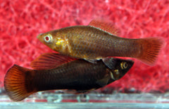 Poecilia Sphenops Chocolate S-M Molly Bruin