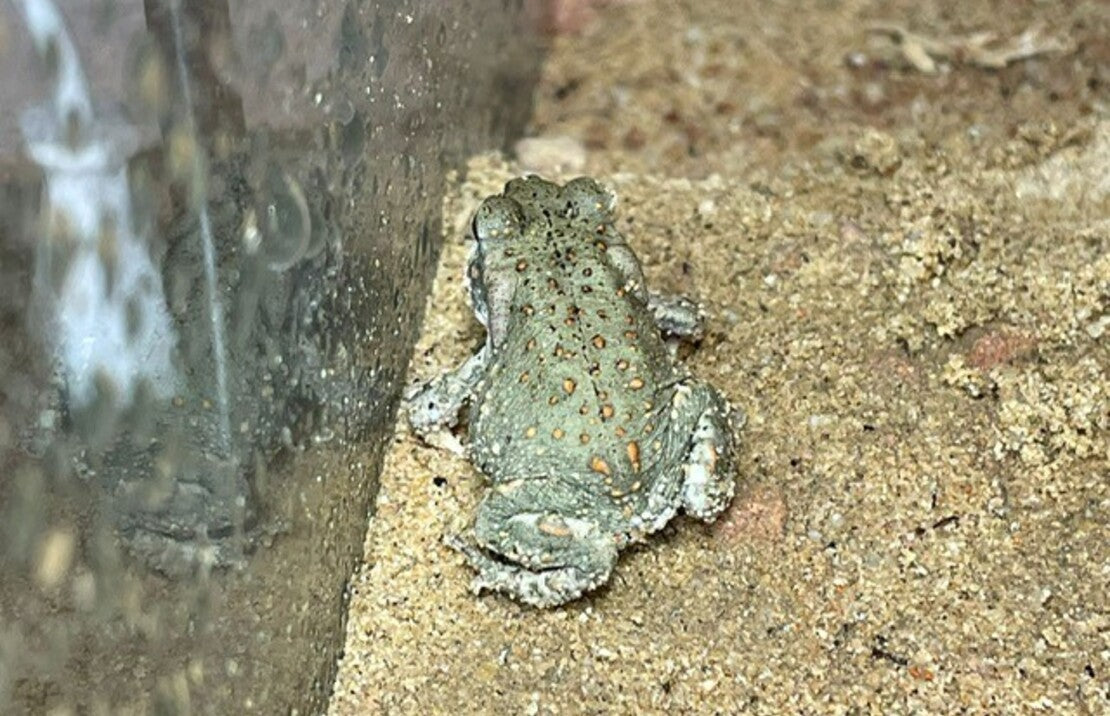Bufo Alvarius Colorado Pad
