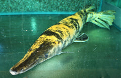 Atractosteus Spatula Xantic A-grade L Kaaimansnoek Xantic Goud
