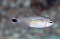 Hyphessobrycon Procyon M Tetra Rio Aripuana