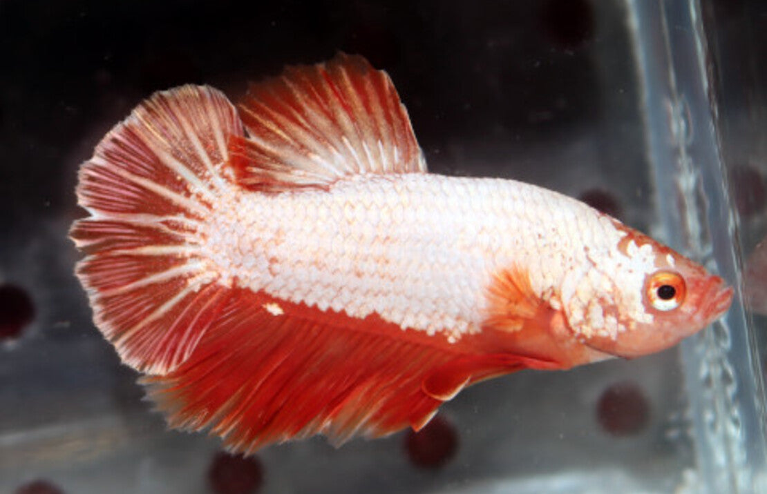 Betta Splendens Platinum Orange Dragon Male L Kempvis Platinum Orange Dragon Man