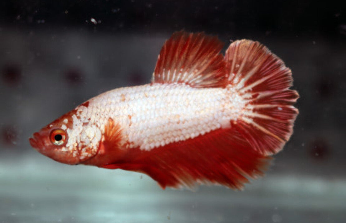 Betta Splendens Platinum Orange Dragon Male L Kempvis Platinum Orange Dragon Man