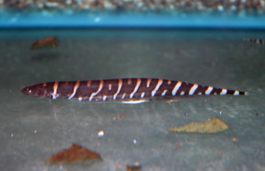 Gymnotus Pedanopterus M Zebra Mesvis