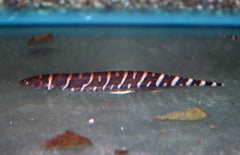Gymnotus Pedanopterus M Zebra Mesvis
