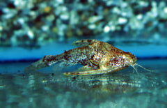 Physopyxis Lyra M Robocopmeerval