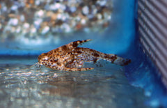 Physopyxis Lyra M Robocopmeerval