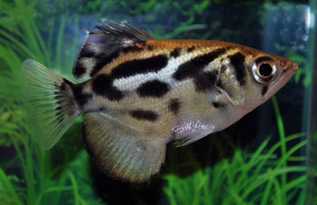 Toxotes Blythii M Schuttersvis Blythii