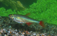 Aphyocharax anisitsi