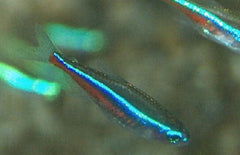 Cheirodon Paracheirodon Simulans