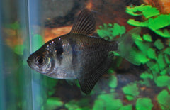 Gymnocorymbus Ternetzi Zwarte Tetra