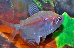 Gymnocorymbus ternetzi white M Witte Tetra