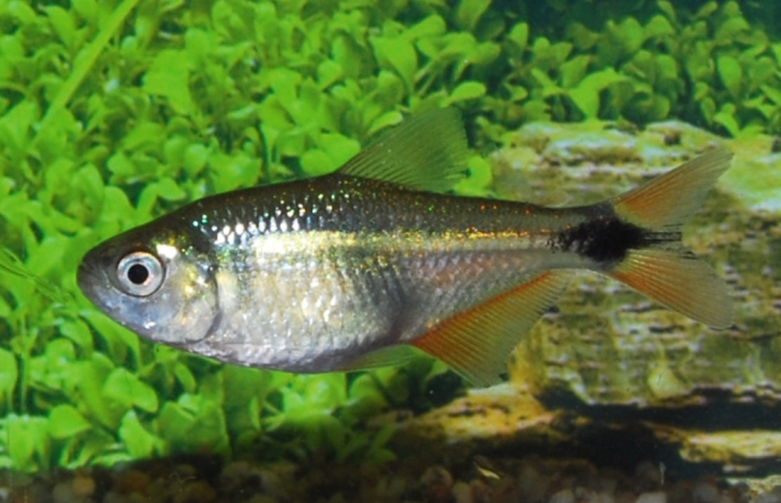 Hyphessobrycon anisitsi Ruitenvlekzalm