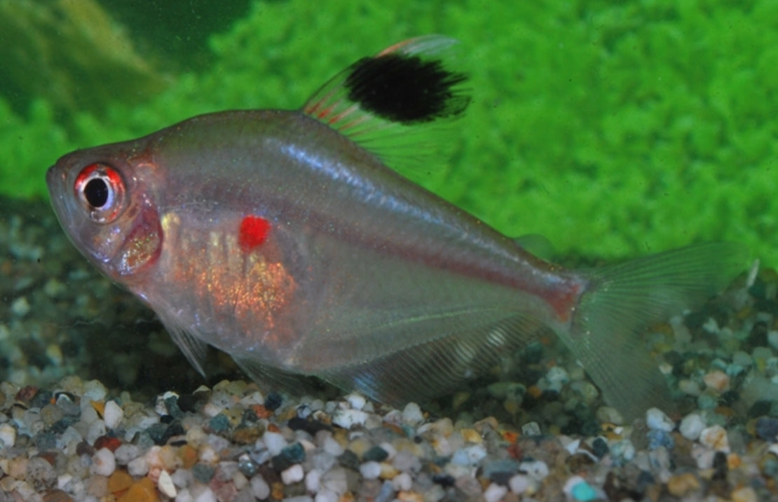 Hyphessobrycon Erythrostigma M-L Bloedvlektetra