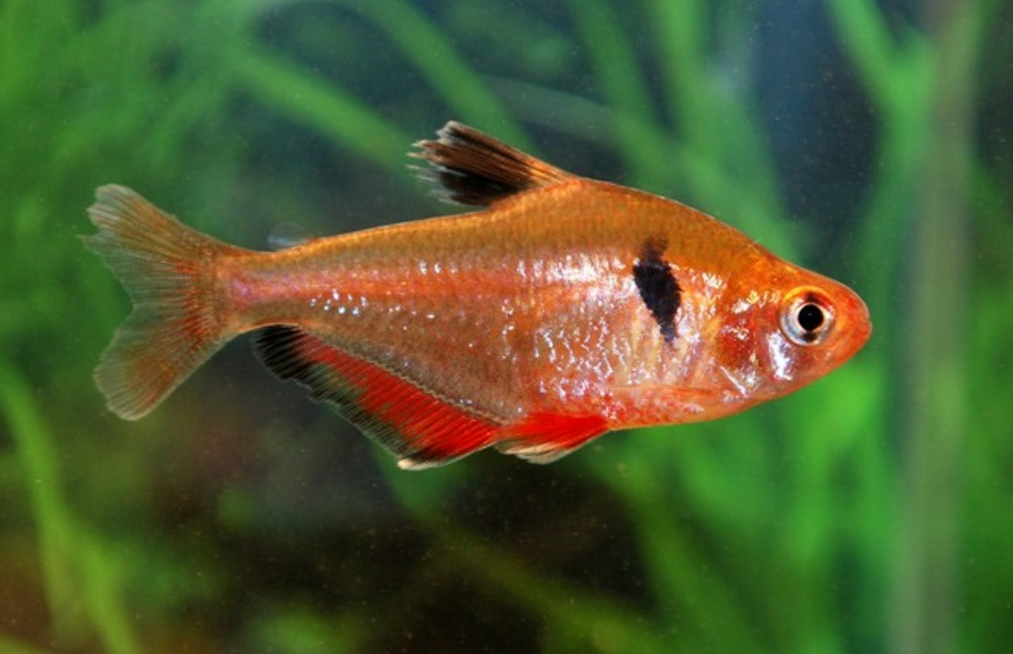 Hyphessobrycon eques M Schoudervlekzalm