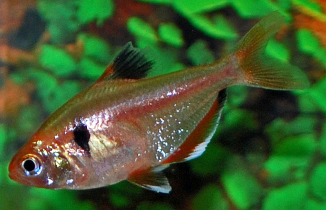 Hyphessobrycon Eques Gold M Schoudervlekzalm Goud