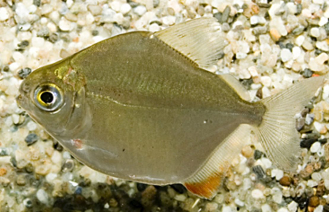 Metynnis Hypsauchen
