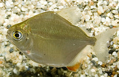 Metynnis Hypsauchen