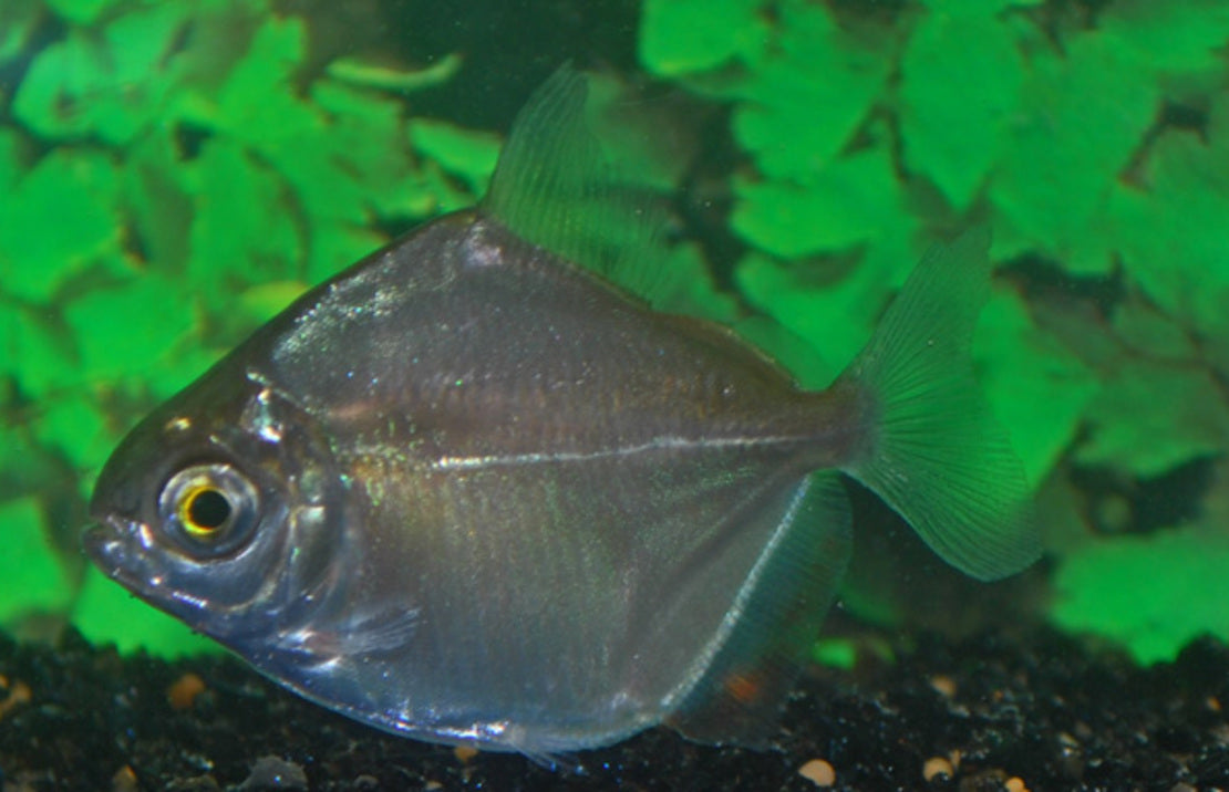 Metynnis Hypsauchen