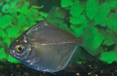 Metynnis Hypsauchen