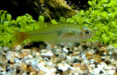 Prionobrama Filigera - Glasroodvinzalm