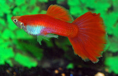 Poecilia Reticulata Flamingo Red Male M