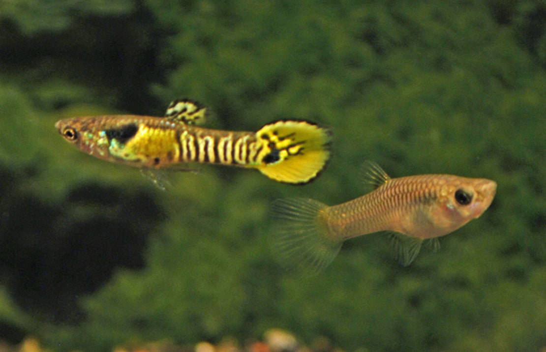 poecilia Wingei Tiger