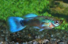 Poecilia Reticulata Gup Man  Neon Blue Male M