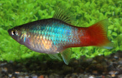 Xiphophorus maculatus platy Blauw Roodstaart