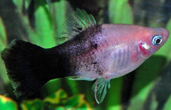 xiphophorus maculatus platy panda