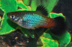 Xiphophorus maculatus platy  Regenboog
