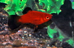 Xiphophorus maculatus platy Wagtail Rood