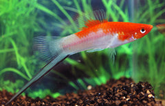 Xiphophorus Helleri Zwaarddrager Koi