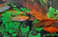Xiphophorus Helleri Zwaarddrager Mix