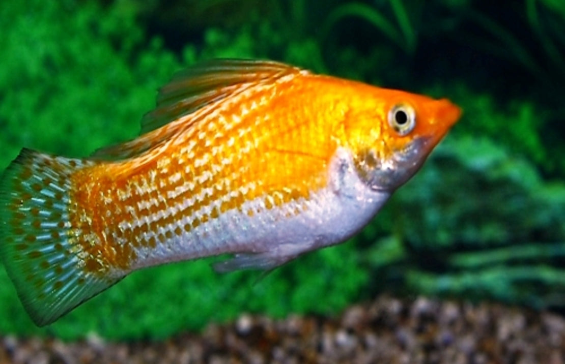 Poecilia velifera Hoogvinkarper Sunburst