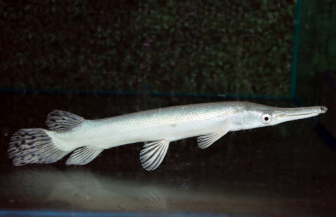 Atractosteus Spatula Platinum M Kaaimansnoek Platinum