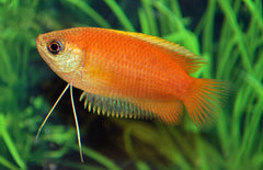 Trichogaster Chuna M Honinggoerami
